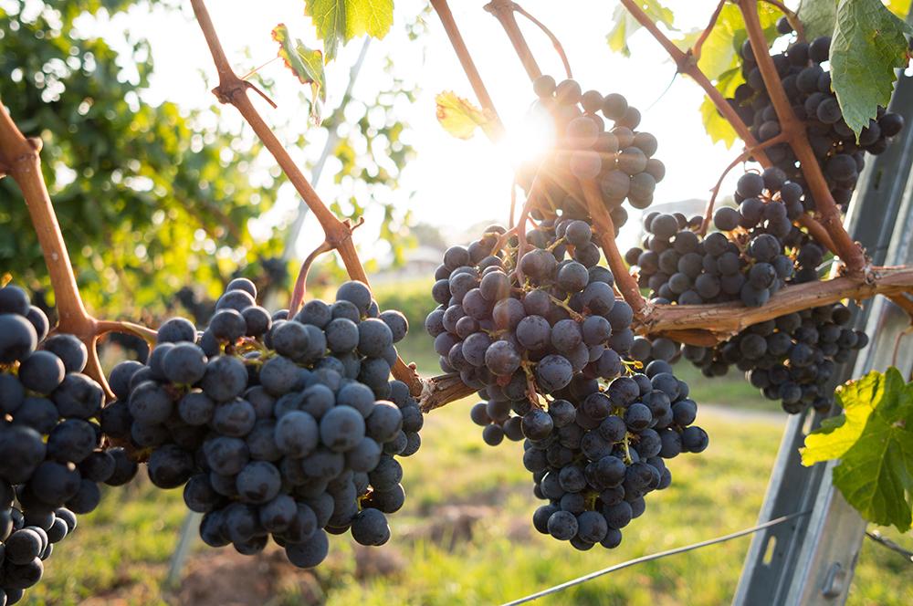 Oenology